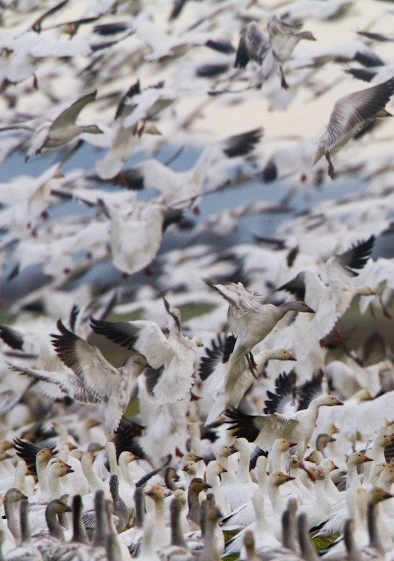 Snow Geese In Flight